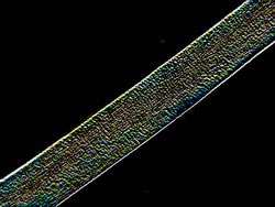 human hair (dark field)