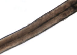 horse hair (bright field)