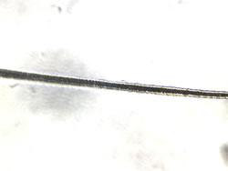 cat hair (bright field)