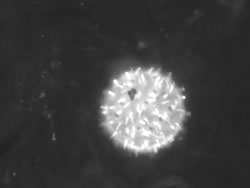 Okra pollen