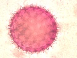 Morning glory pollen