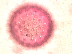 Morning glory pollen