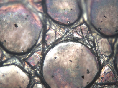 Lizard skin